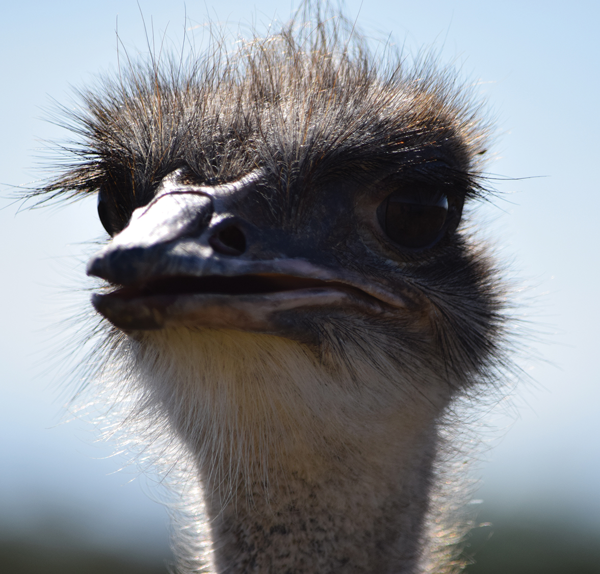 Research Farms Western Cape Department of Agriculture