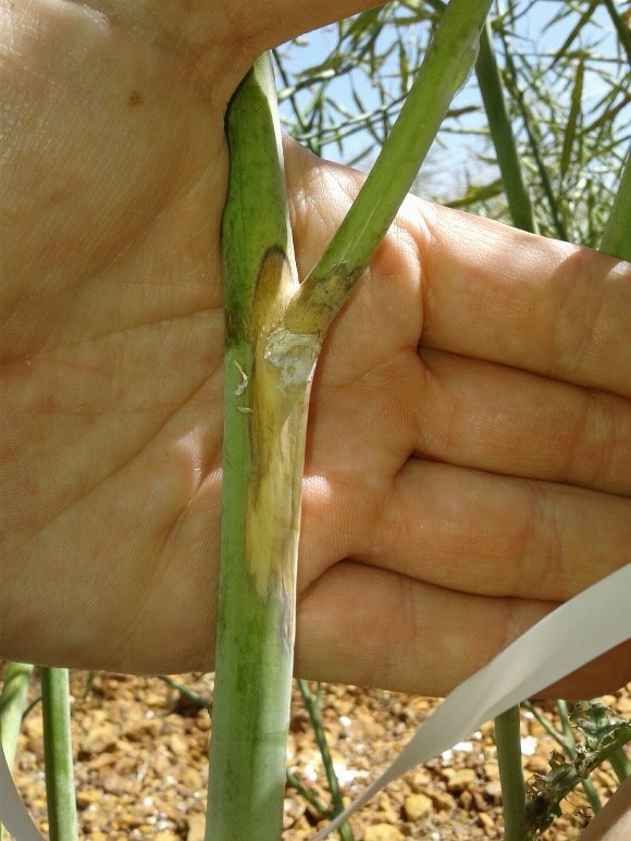 Sclerotinia Stem Rot of canola