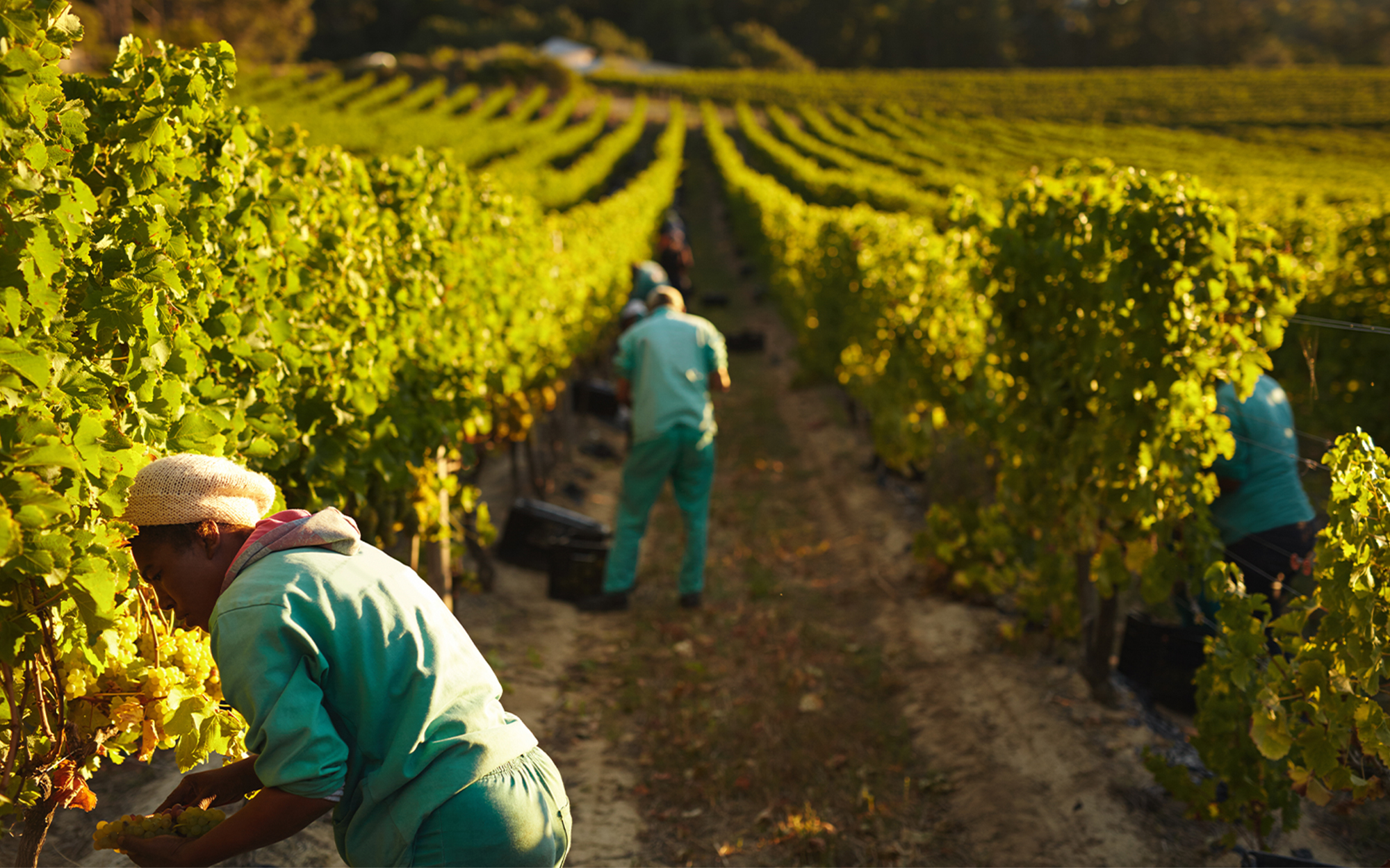 Western Cape contributes 22 to farm employment in SA but AGOA remains