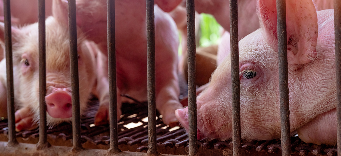 African Swine Fever (ASF) outbreak in pigs in George - Western Cape ...