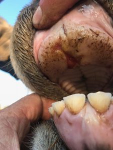 A healing FMD lesion inside the mouth
