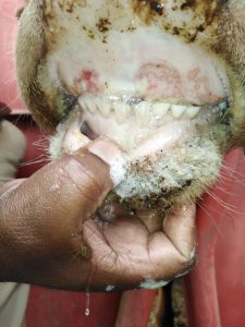 Sores in the mouth of an FMD infected cow