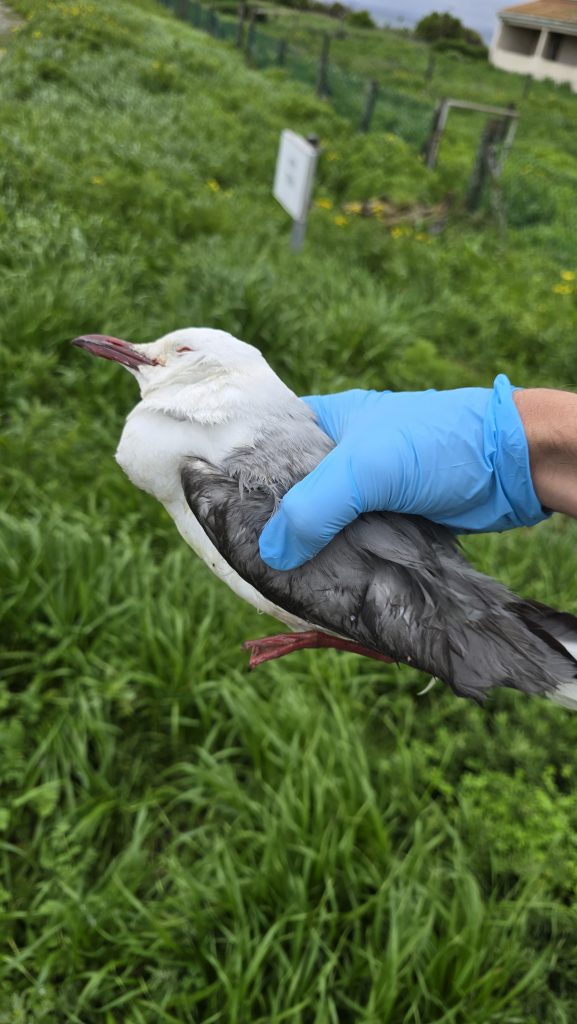 Hartlaub’s Gulls have been found dead in the Cape Town area and have tested positive for high pathogenicity avian influenza. (Photo credit: SANCCOB)