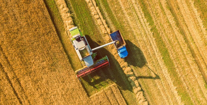Harvester machine working in field . Combine harvester agriculture machine harvesting golden ripe wheat field. Agriculture. Aerial view. From above.