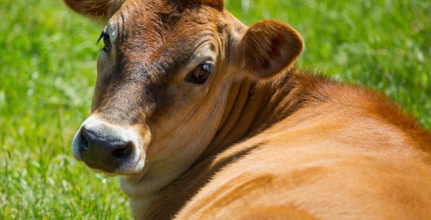 Dairy cow sitting in a meadow looking over it’s shoulder.