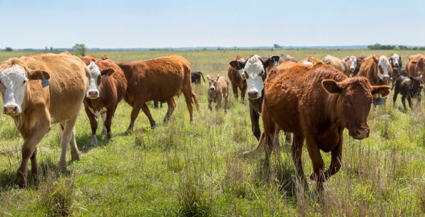 Roundup of cow calf pairs to fresh pasture