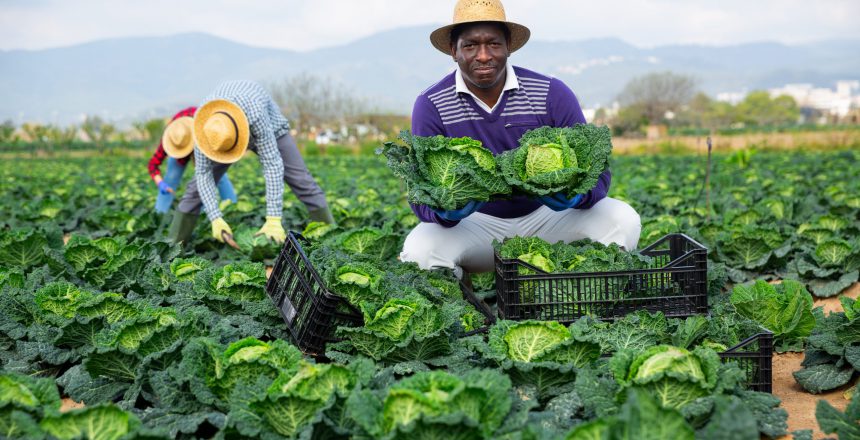 Afro american man farmer in straw hat picking fresh organic cabbage in crate on farm