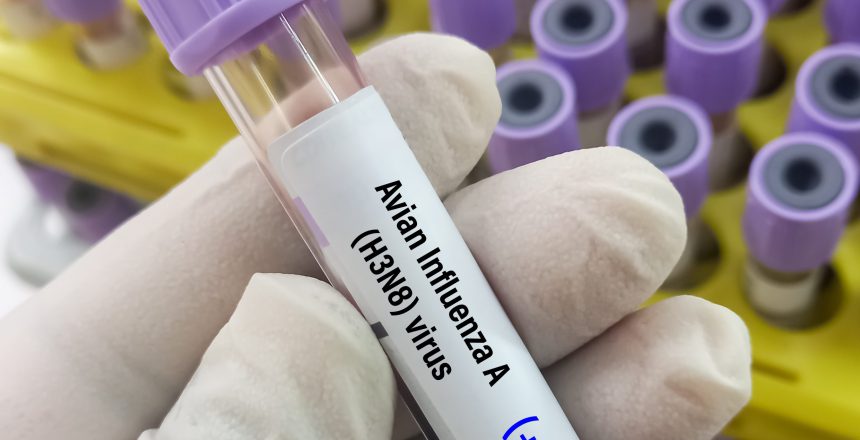Blood Sample positive for Avian Influenza type A (H3N8) virus te