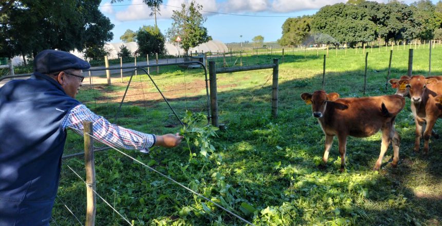 Minister Meyer with dairy cows at the Outeniqua Research Farm (1)