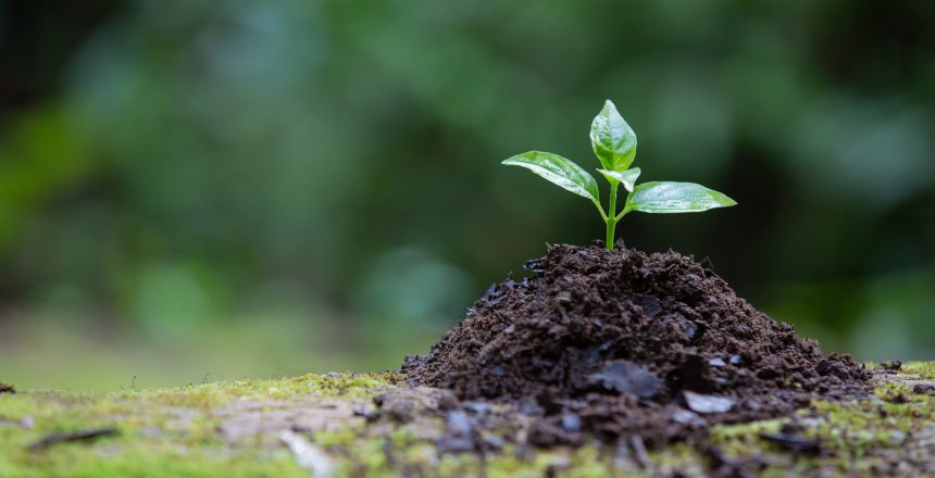 The sapling that grows from the ground has a natural background.