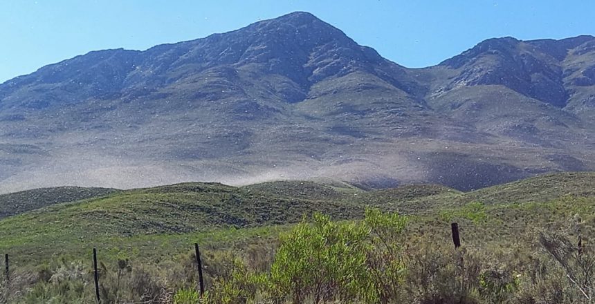 Swarm-of-locusts-sighted-betwwen-Oudtshoorn-and-Ladismith.