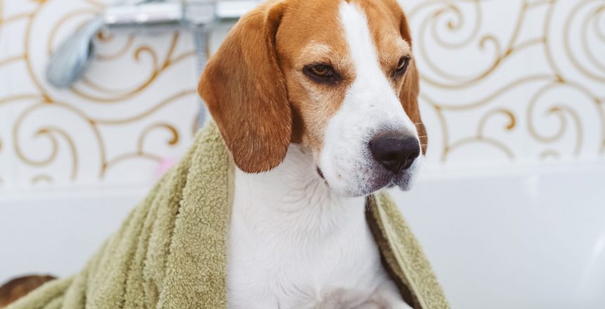 Beagle Dog with towel Sitting in Bathtub Waiting to be Dried