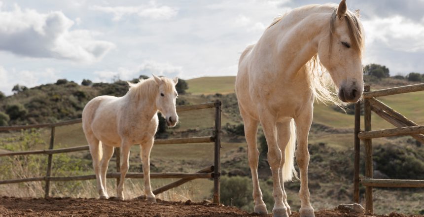 beautiful-unicorn-horses-nature-lr