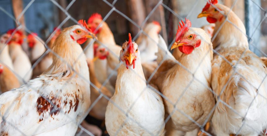 Chickens and roosters behind a metal net on a poultry farm close-up. Livestock and poultry in agriculture.