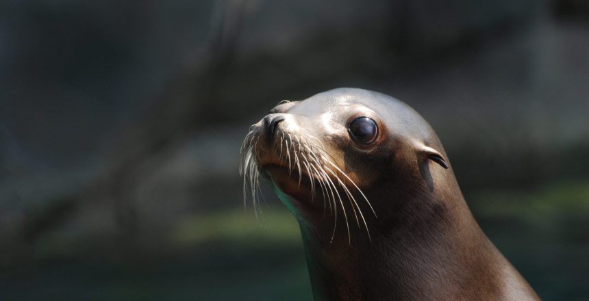 Adorable face of a young sea lion.