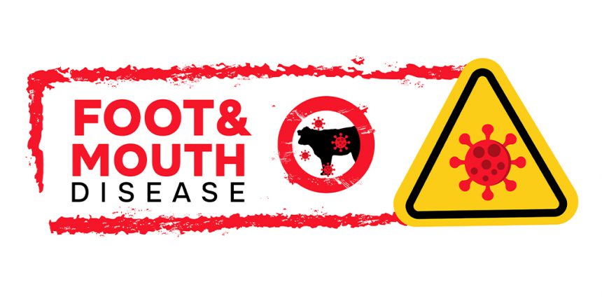 foot and mouth disease