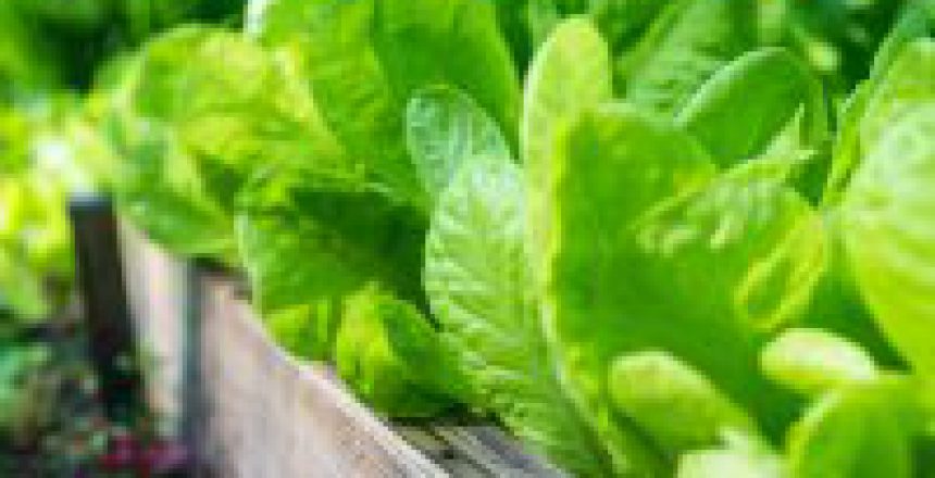 Fresh, green lettuce leaves in the sun, in the garden on a summer day. Agriculture. Close-up