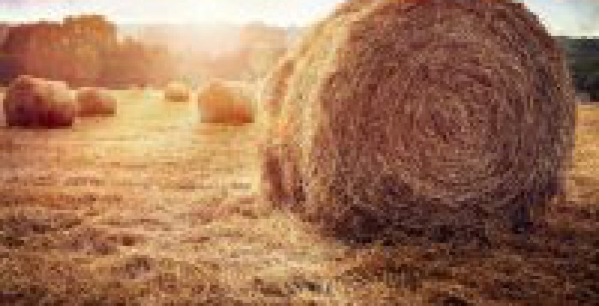 Hay bales harvesting in golden field at sunset