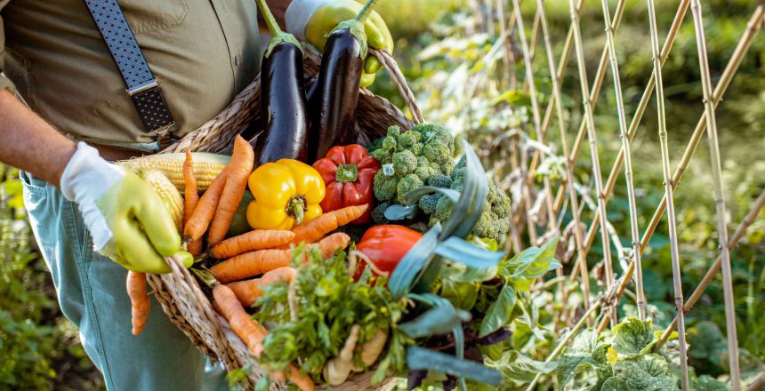 holding-basket-with-vegetables-2022-01-18-23-47-59-utc-1