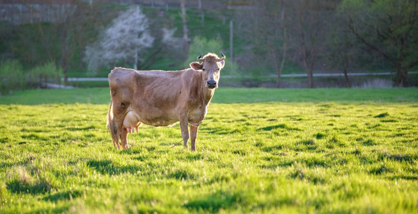Milk cow grazing on green farm pasture on summer day. Feeding of cattle on farmland grassland.
